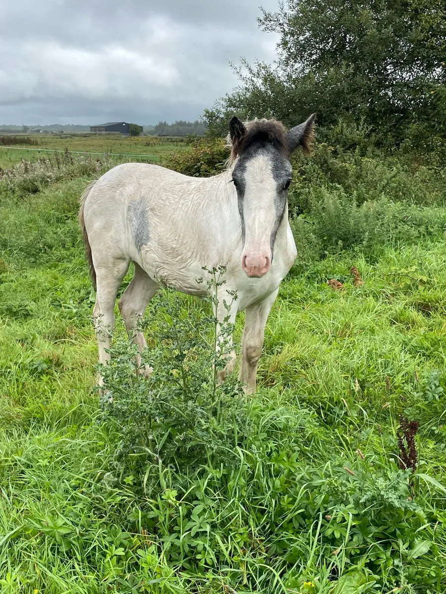 Blue and white filly - Image 4