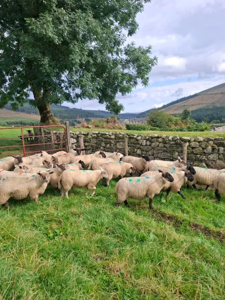 Ewe Lambs - Image 3