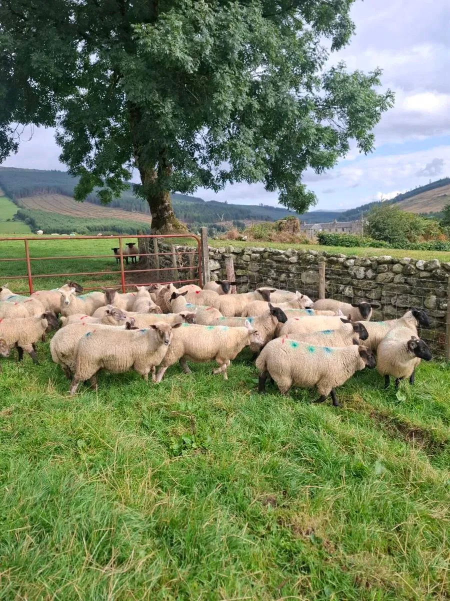 Ewe Lambs - Image 2