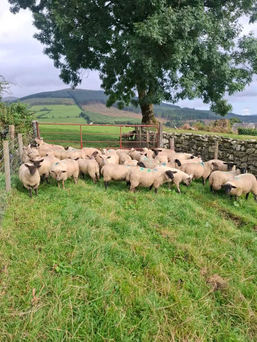 Ewe Lambs - Image 4