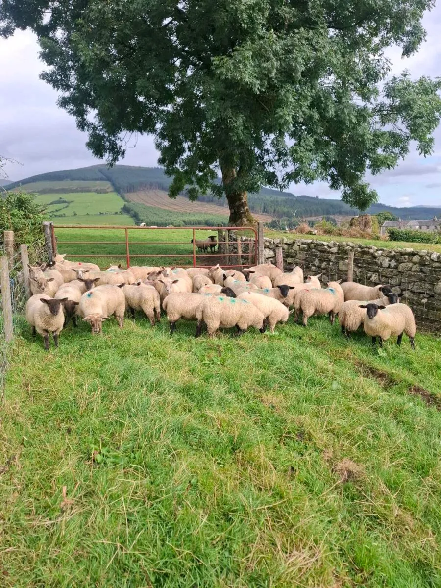 Ewe Lambs - Image 1
