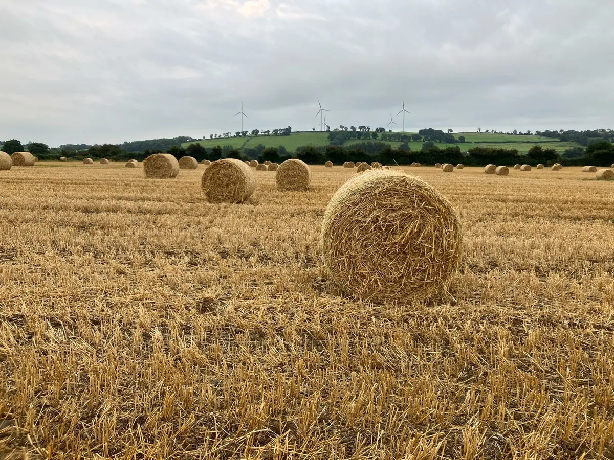 Winter rye straw 4 x4