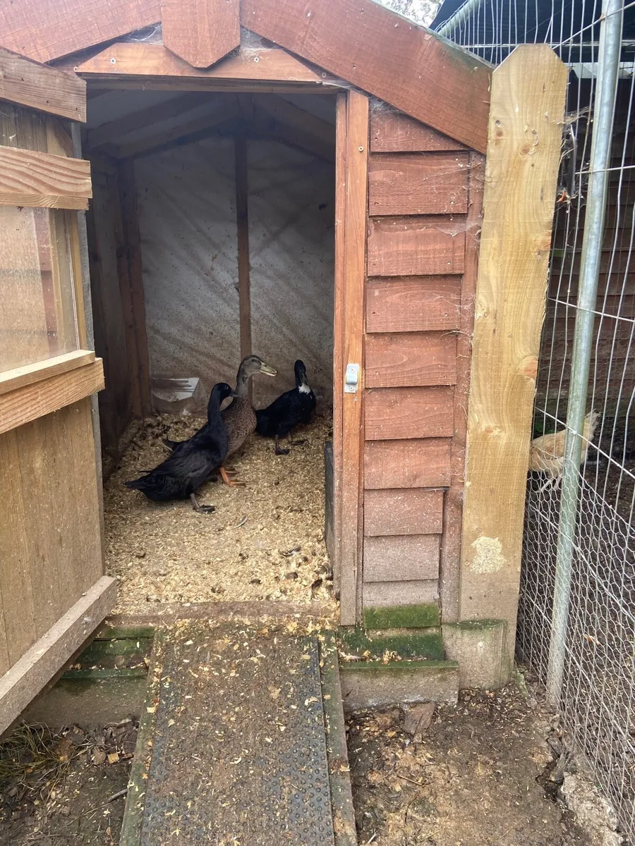Ducks - Image 1
