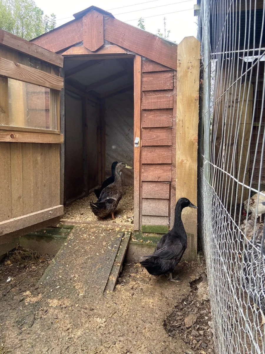 Ducks - Image 2