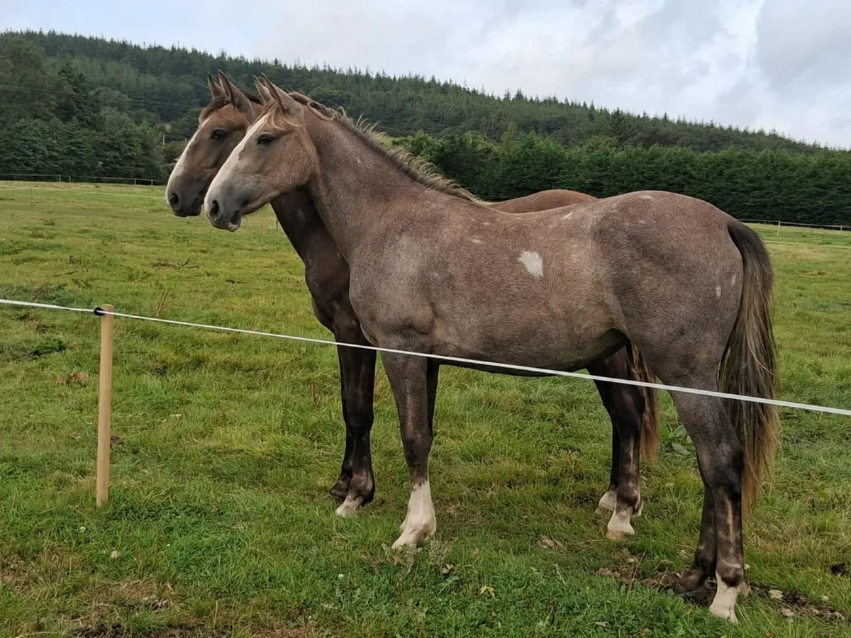 Draught Filly Yearling - Image 4