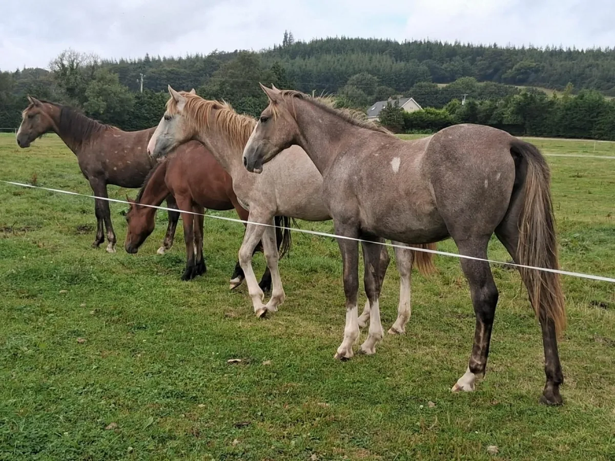 Draught Filly Yearling - Image 1