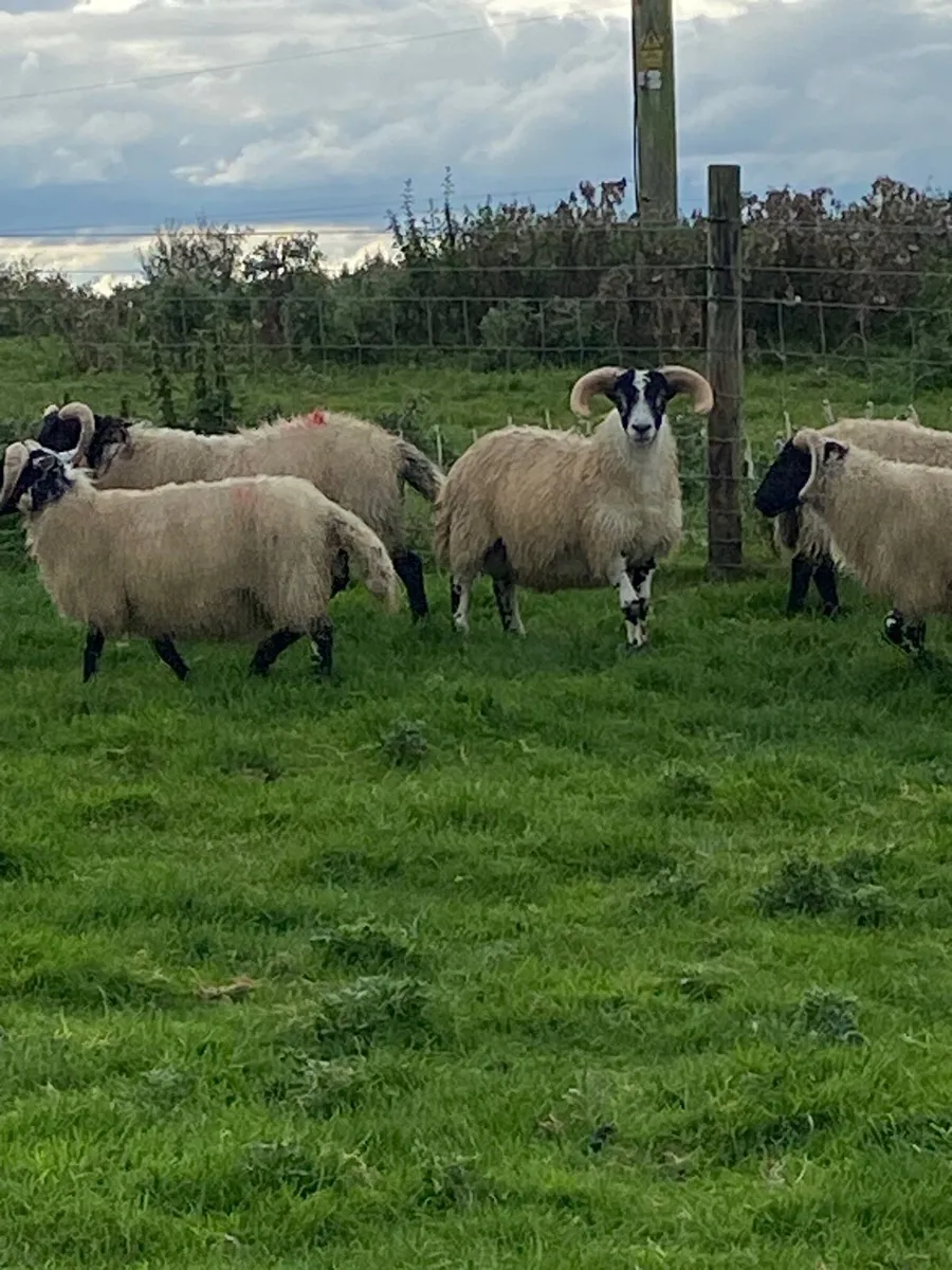 Lanark ram lambs - Image 1