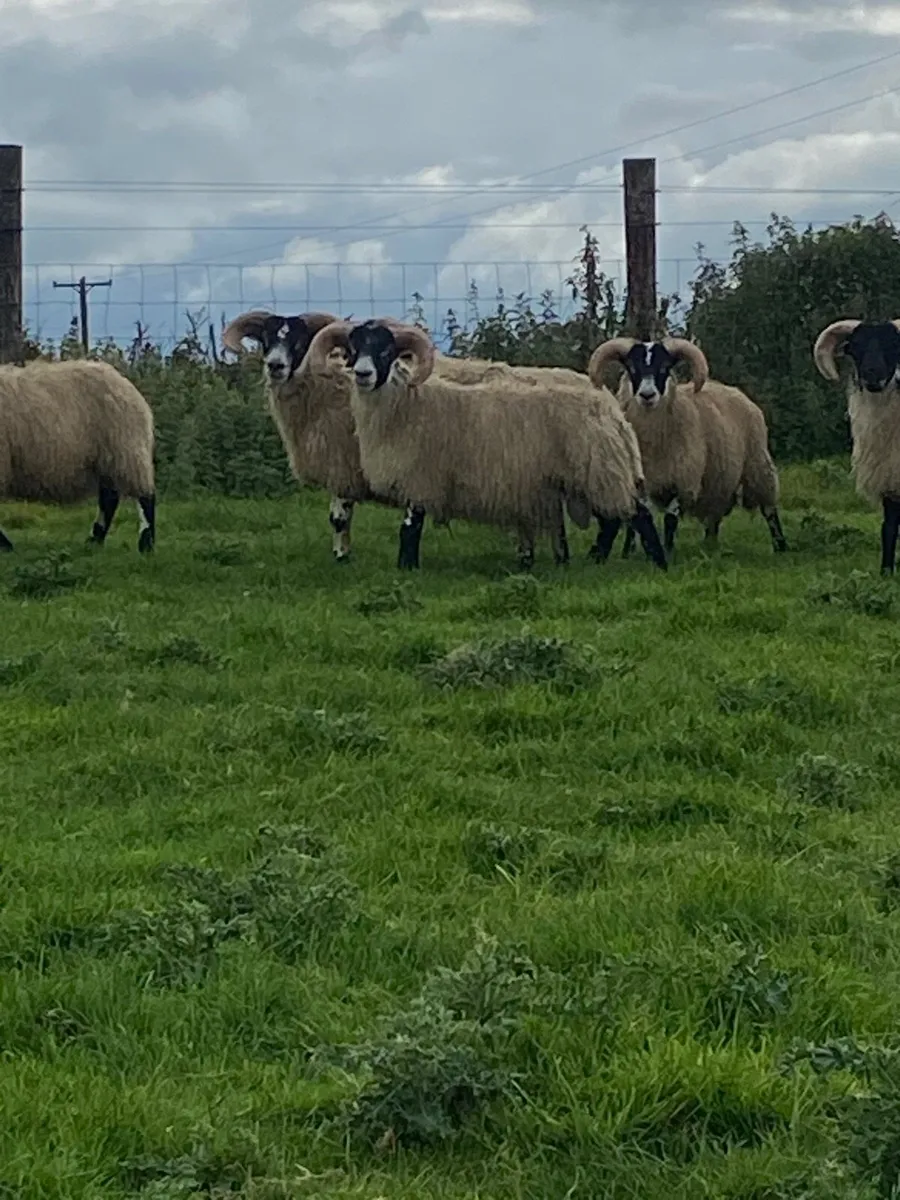 Lanark ram lambs - Image 2