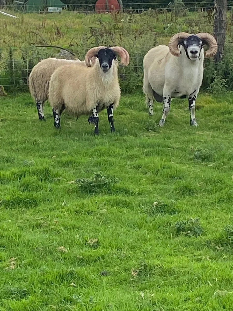 Lanark ram lambs - Image 3
