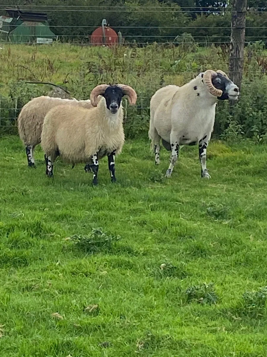 Lanark ram lambs - Image 4