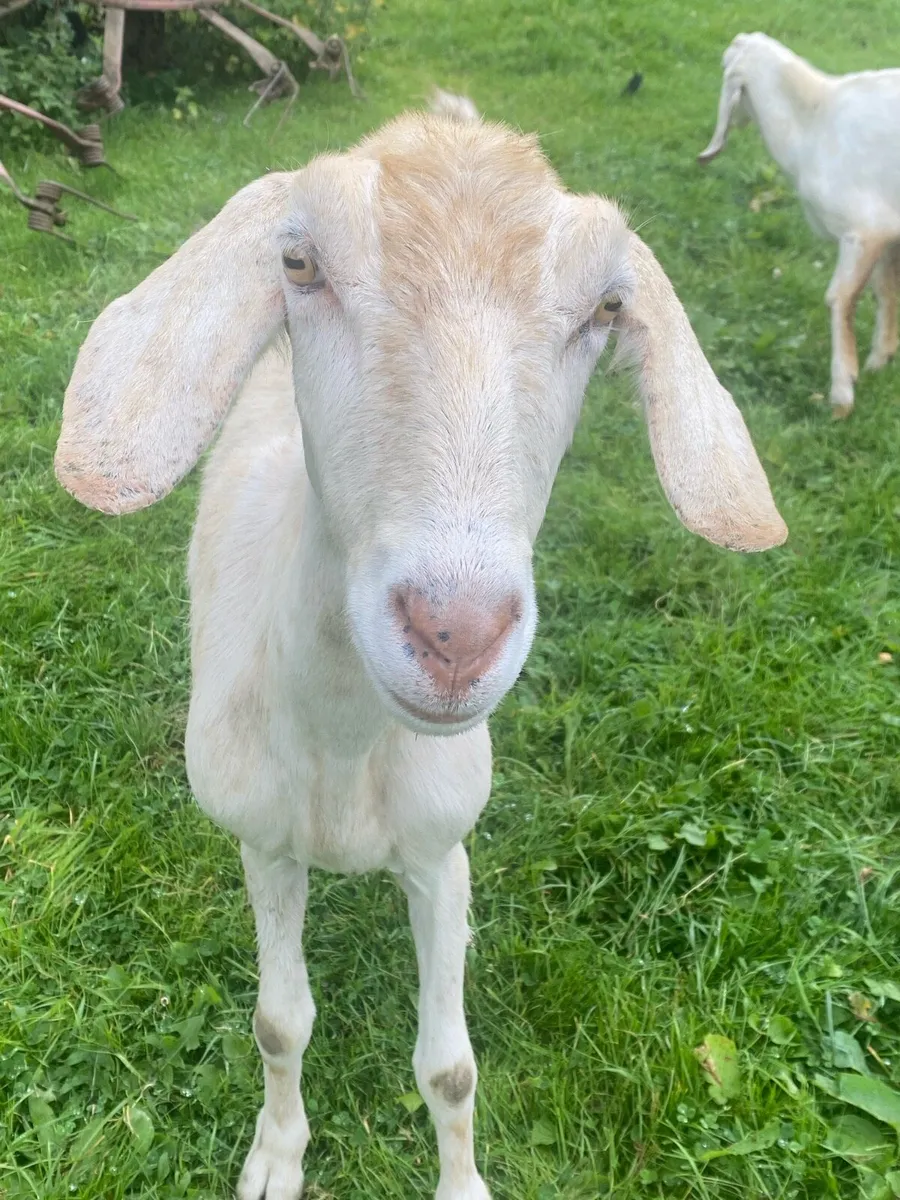 Nubian Goat with 2 Male Kid’s ! - Image 2
