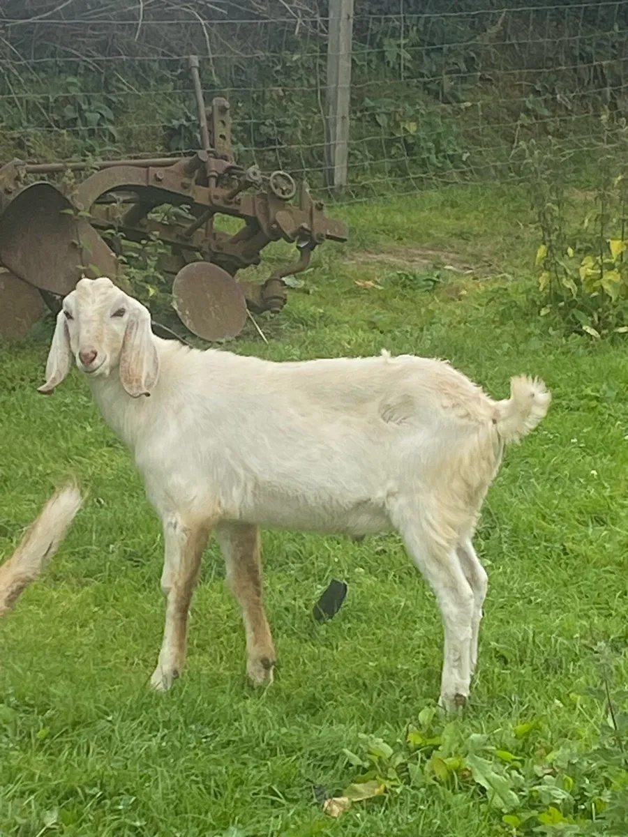 Nubian Goat with 2 Male Kid’s ! - Image 3