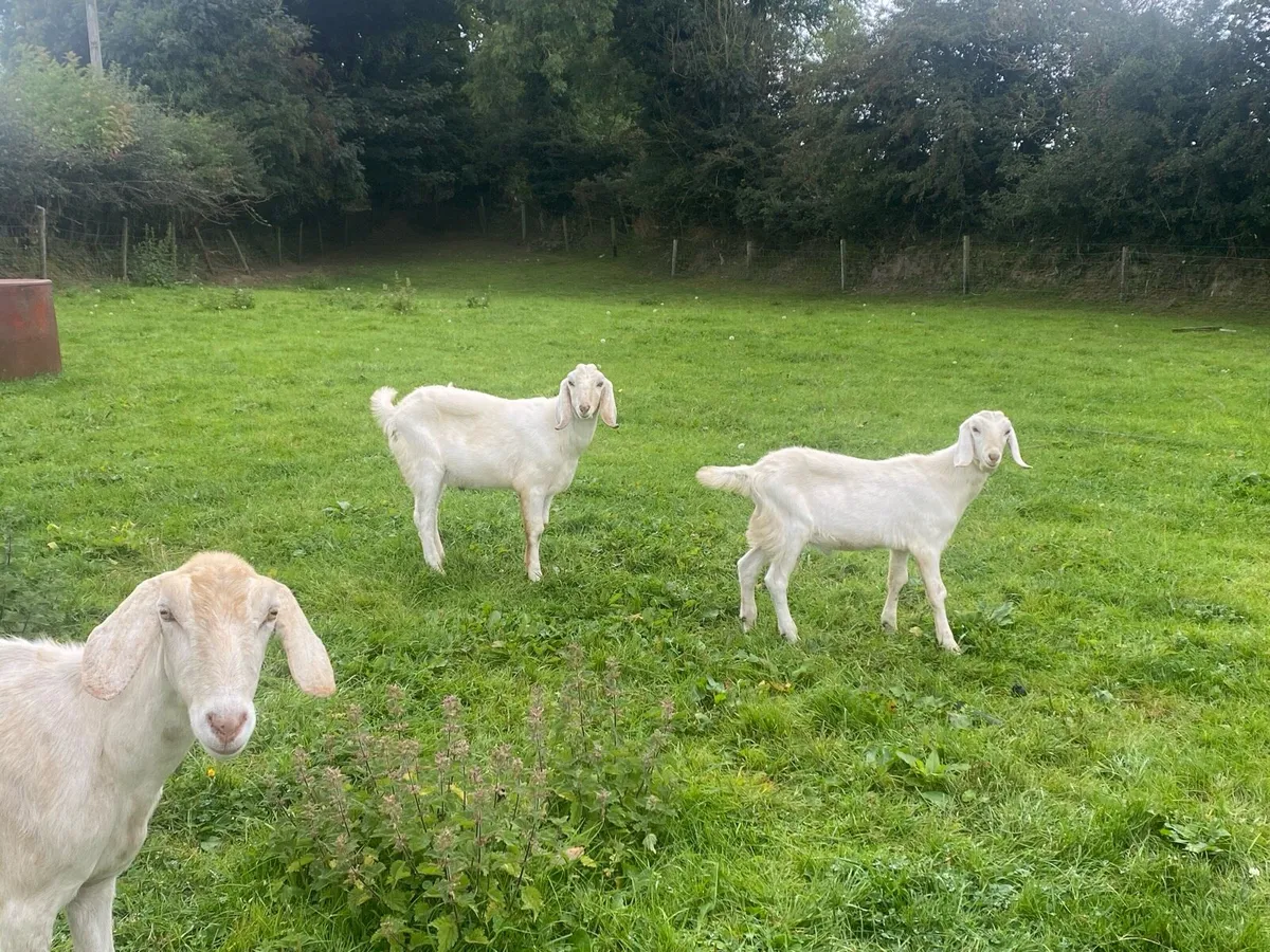 Nubian Goat with 2 Male Kid’s ! - Image 1