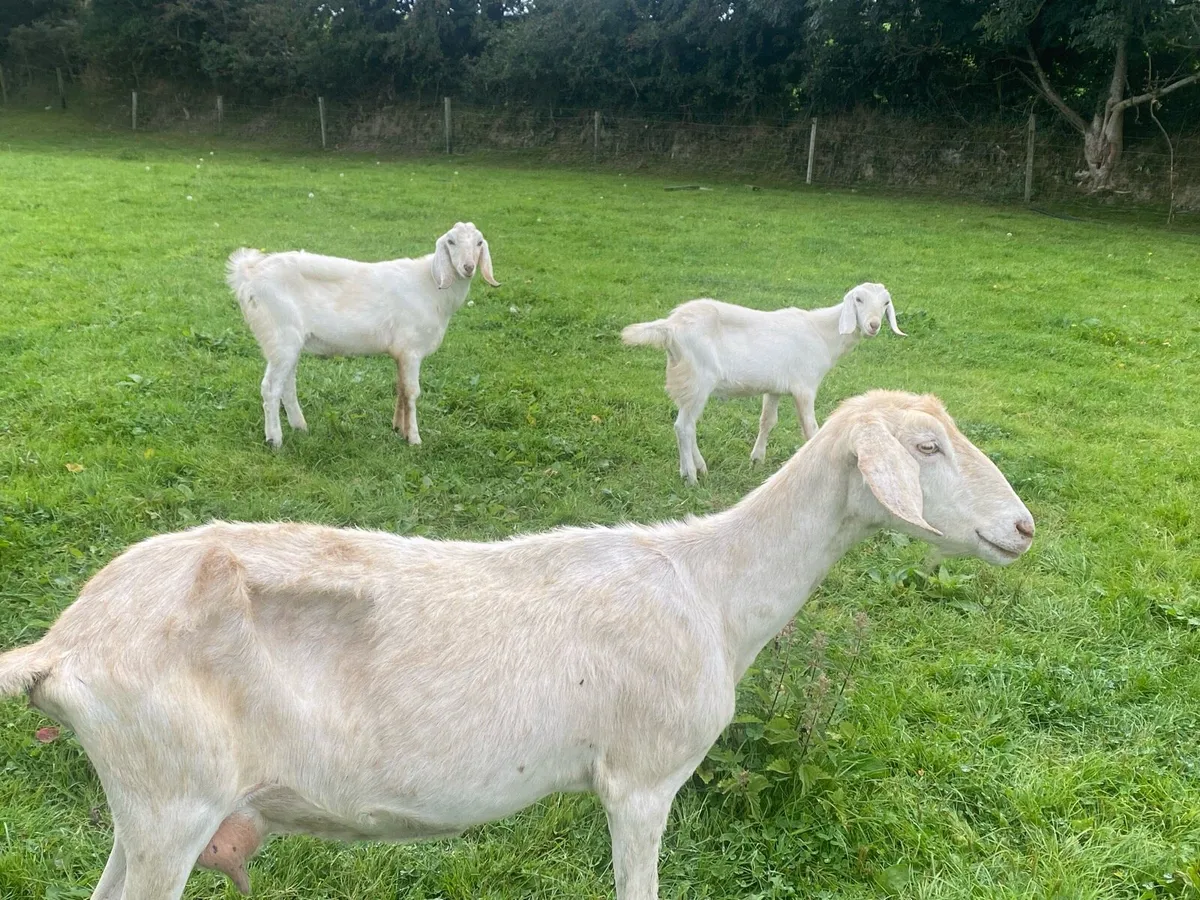 Nubian Goat with 2 Male Kid’s ! - Image 4