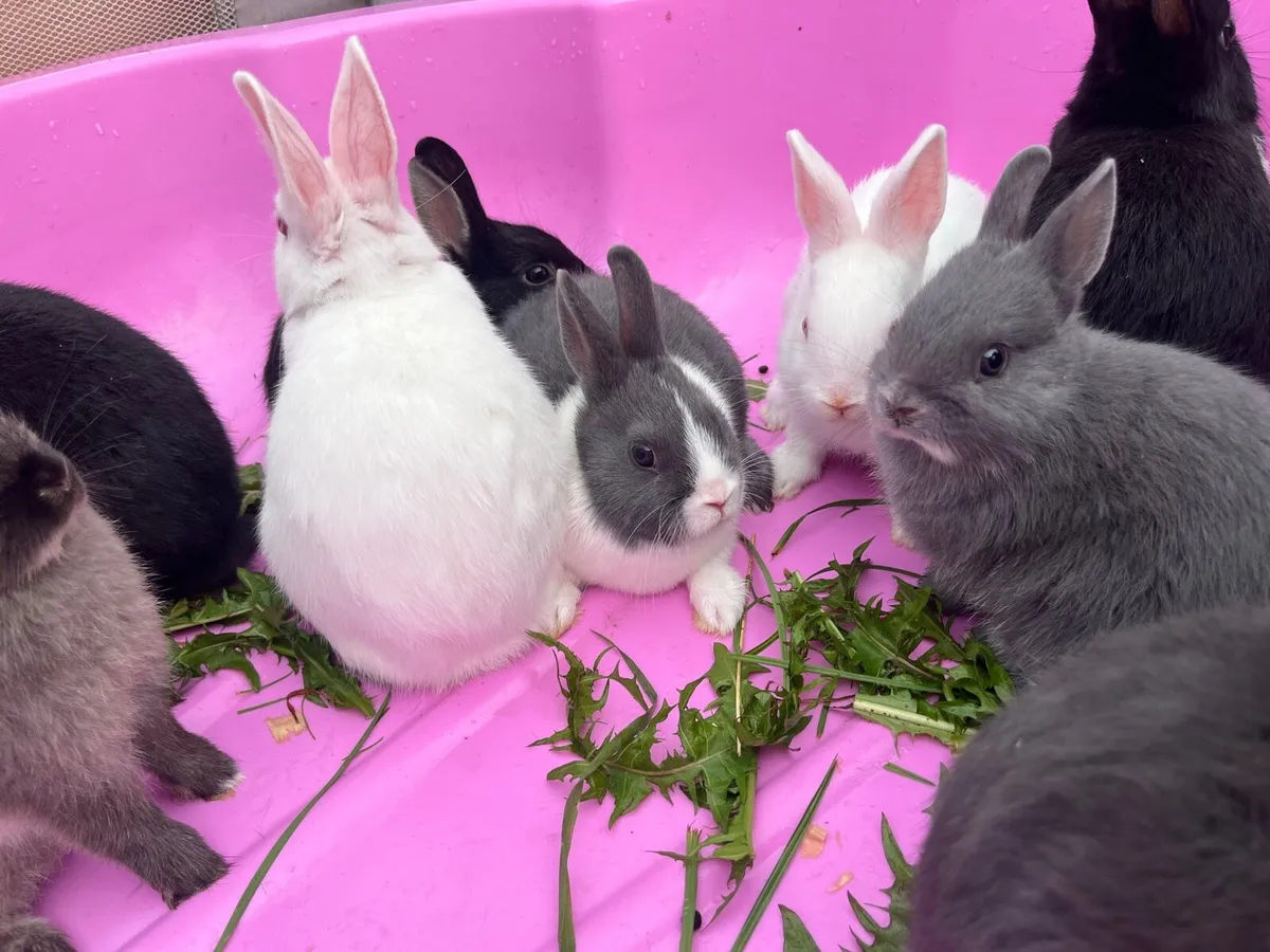 Netherland dwarf cross - Image 4