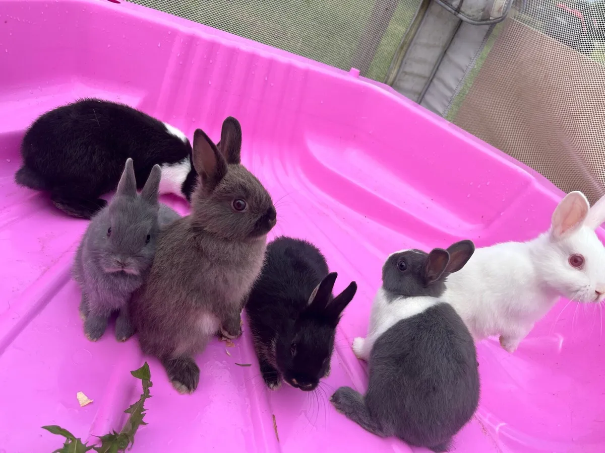 Netherland dwarf cross - Image 1