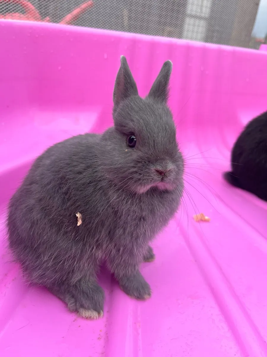 Netherland dwarf cross - Image 2