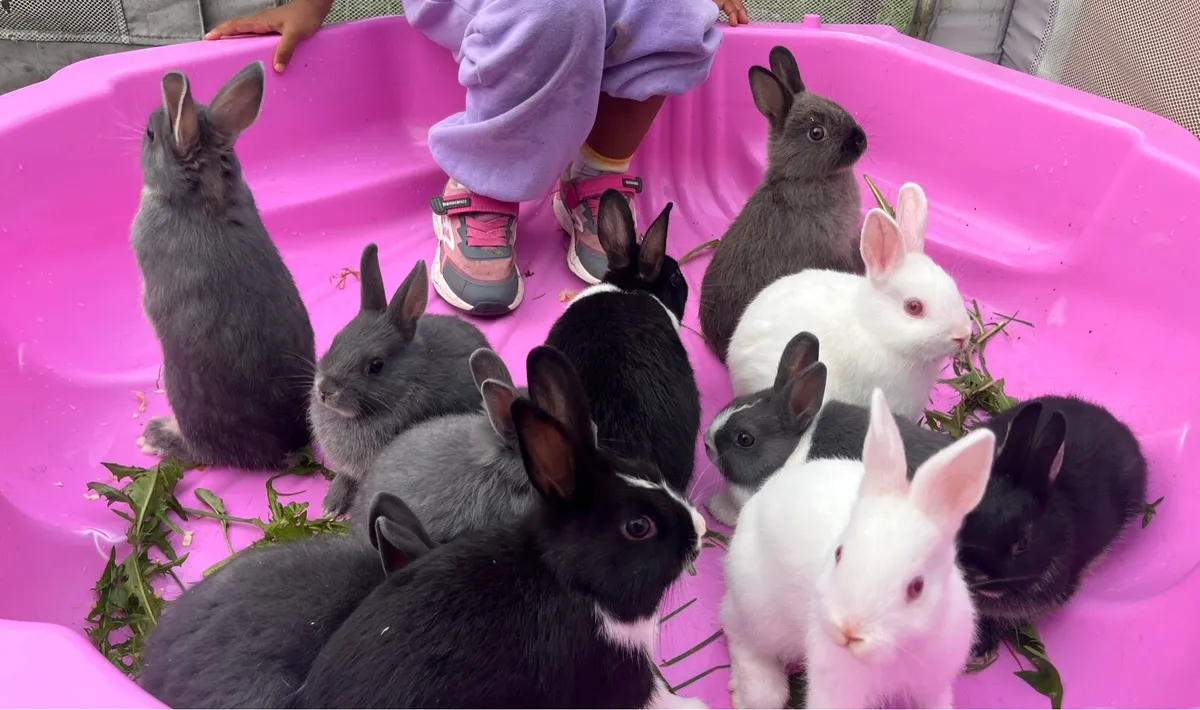 Netherland dwarf cross - Image 3