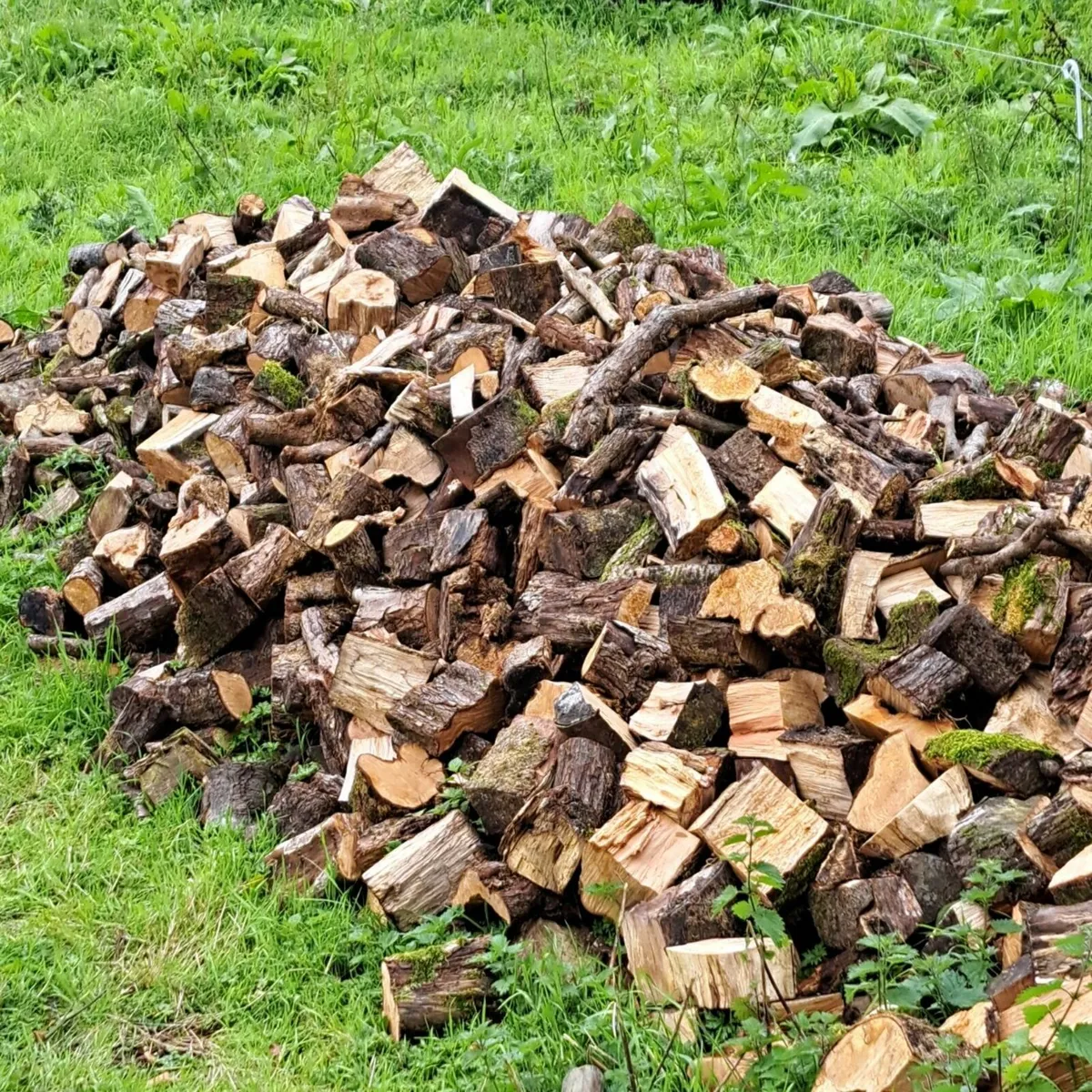 firewood - Image 3