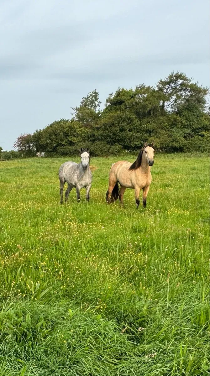 Connemara Ponies - Image 2