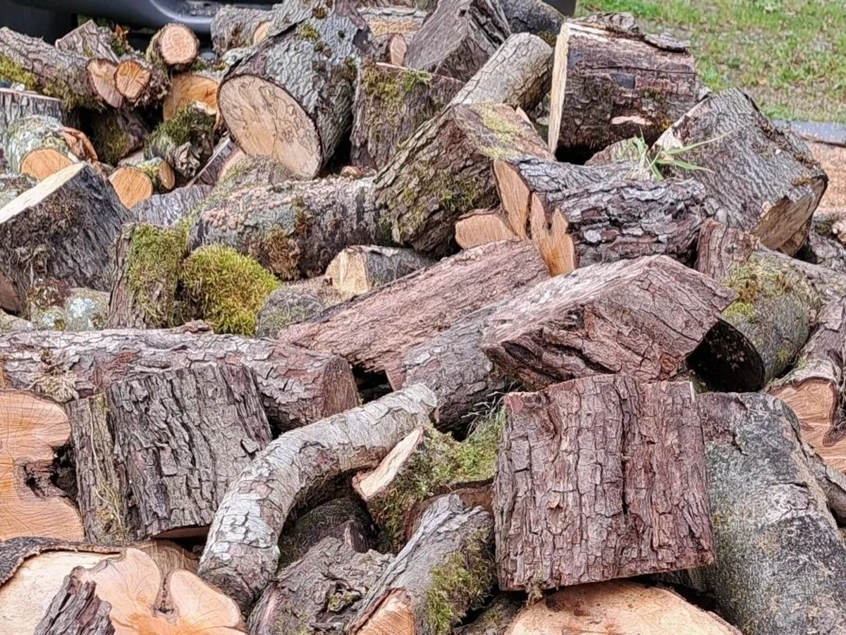 firewood - Image 1