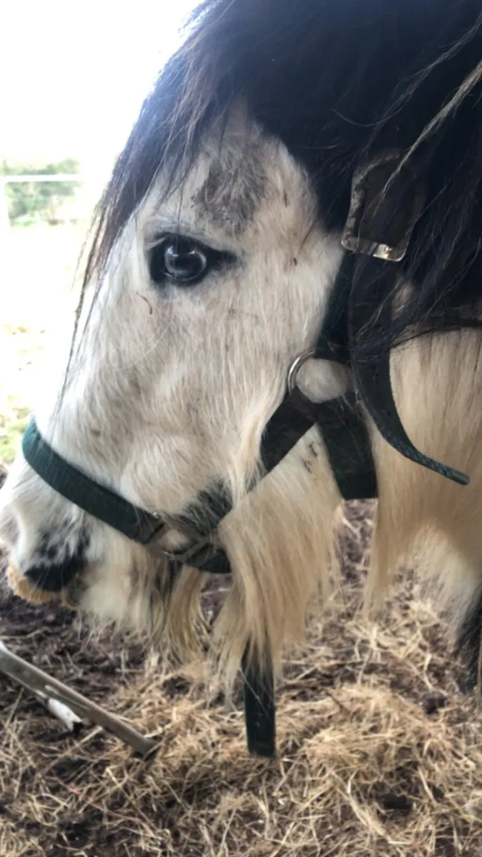 Gelding - Image 1