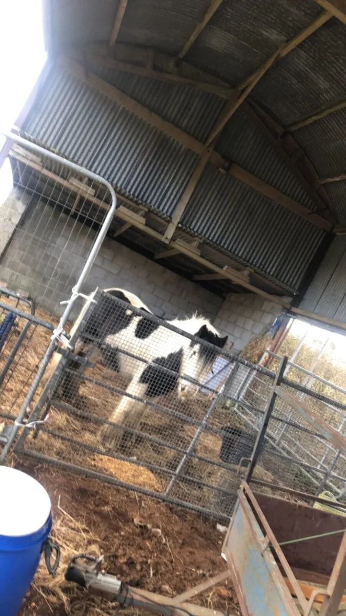 Gelding - Image 2