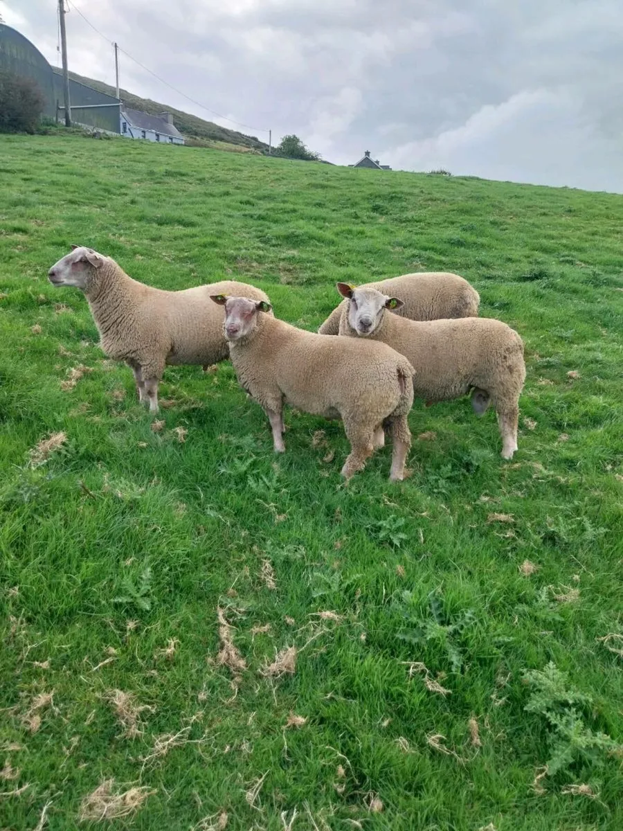 Pedigree Registered Charollais Ram Lambs - Image 1
