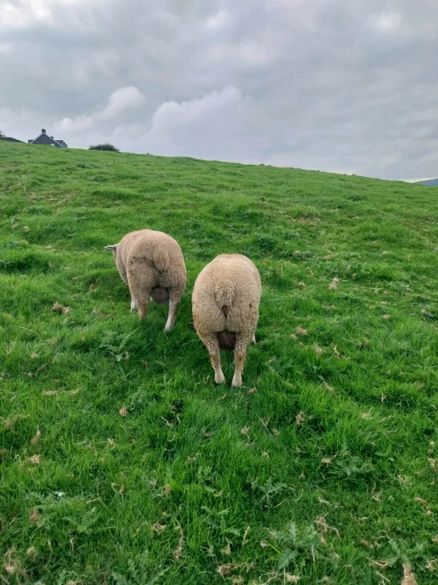 Pedigree Registered Charollais Ram Lambs - Image 2