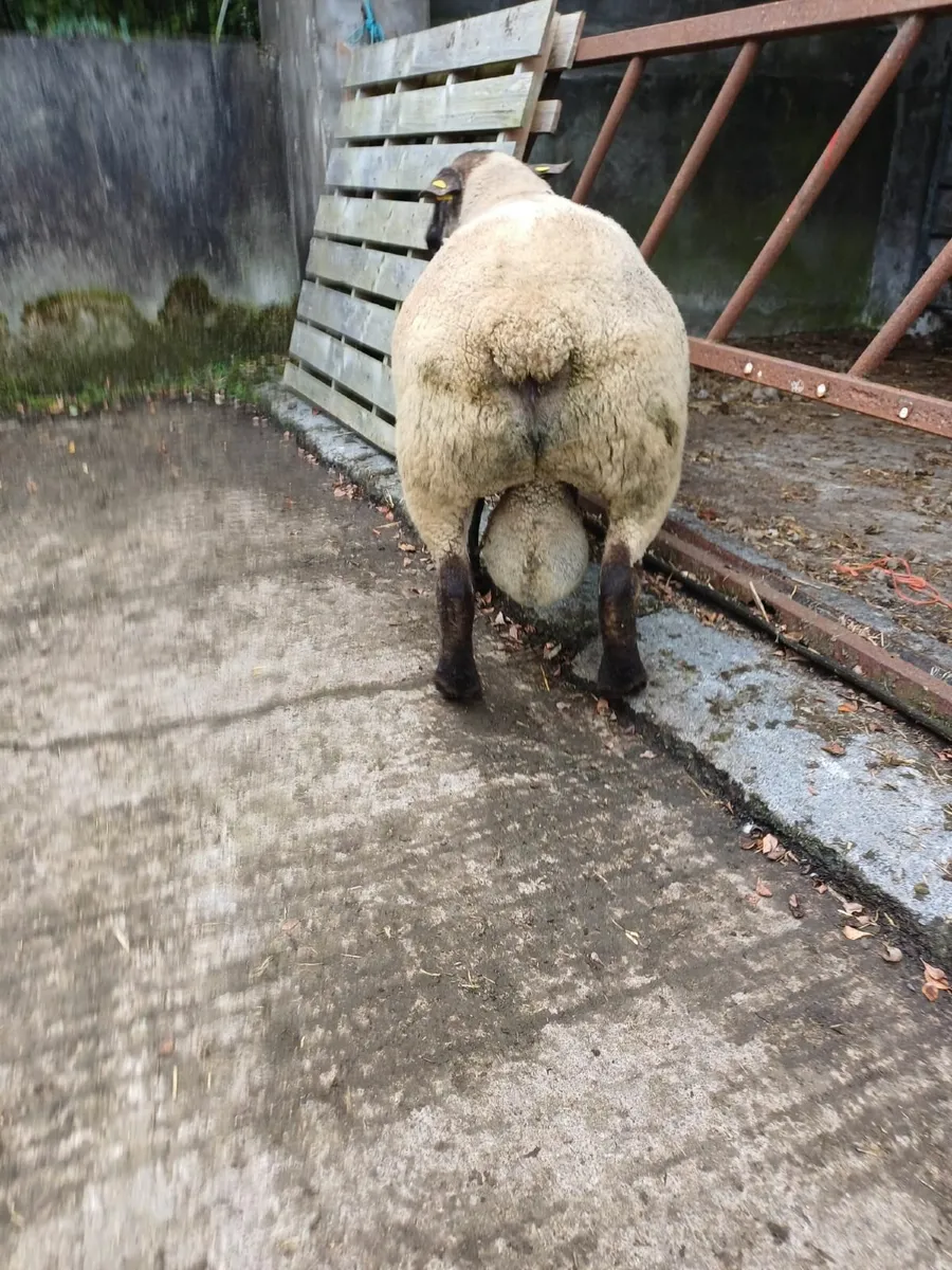 RAMS - Image 1