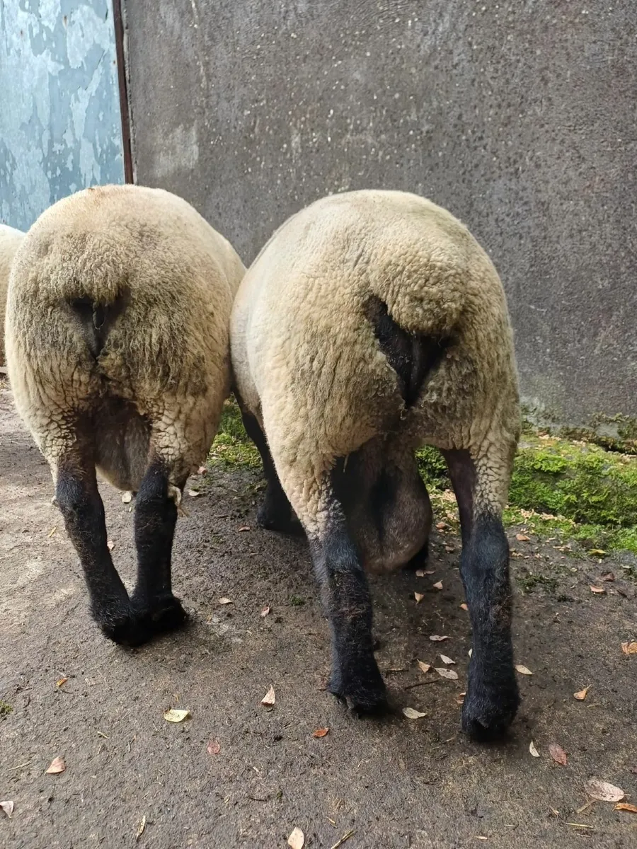 RAMS - Image 2