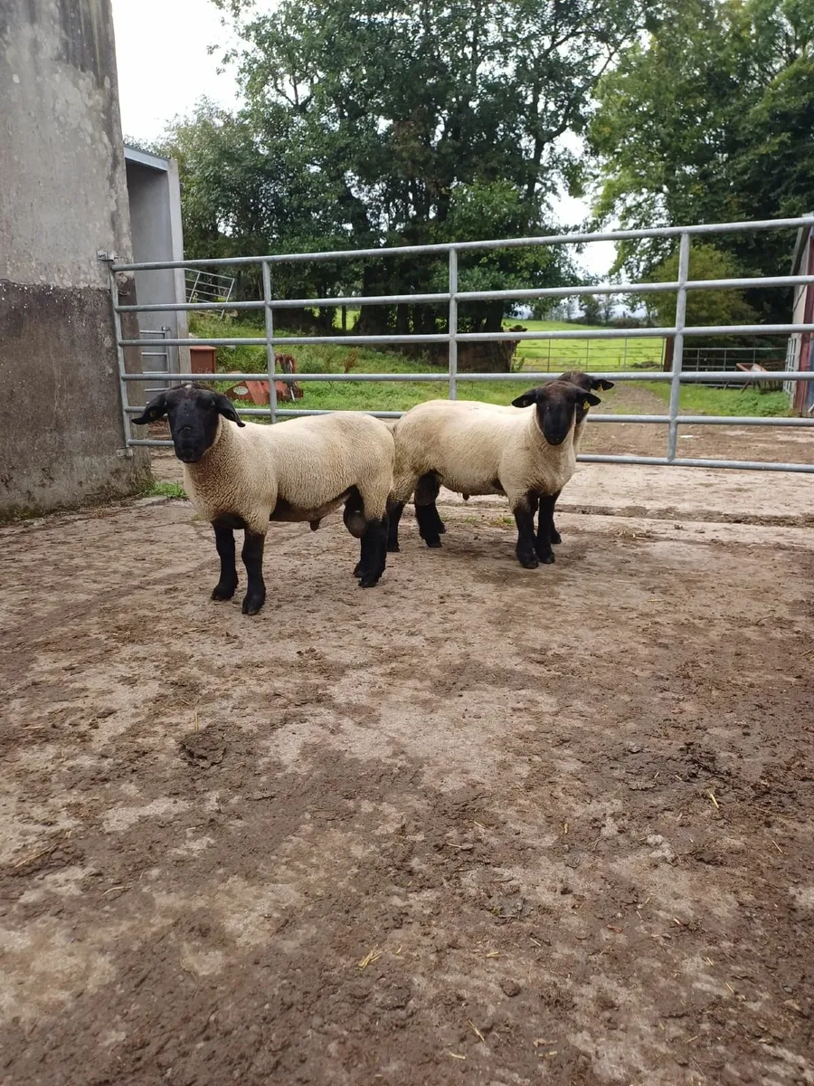 RAMS - Image 3