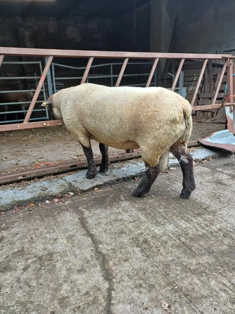 RAMS - Image 4