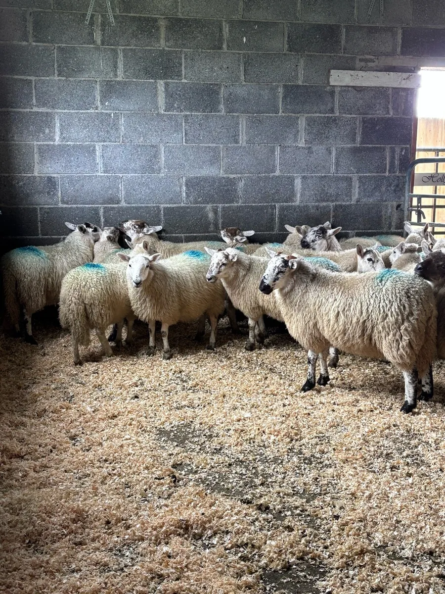 MayoX north county ewe lambs - Image 1