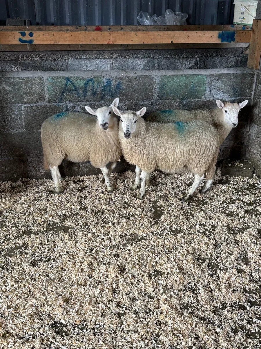 MayoX north county ewe lambs - Image 2