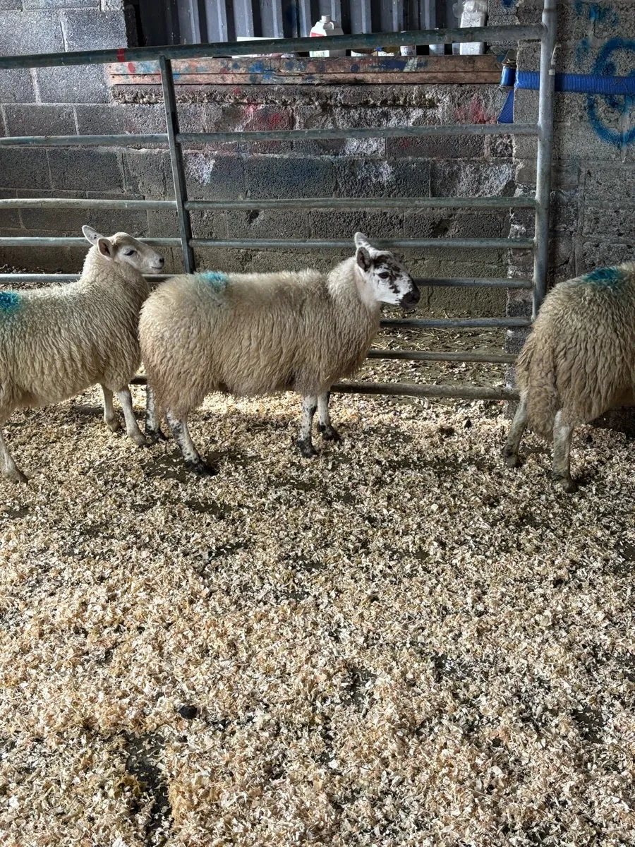 MayoX north county ewe lambs - Image 3