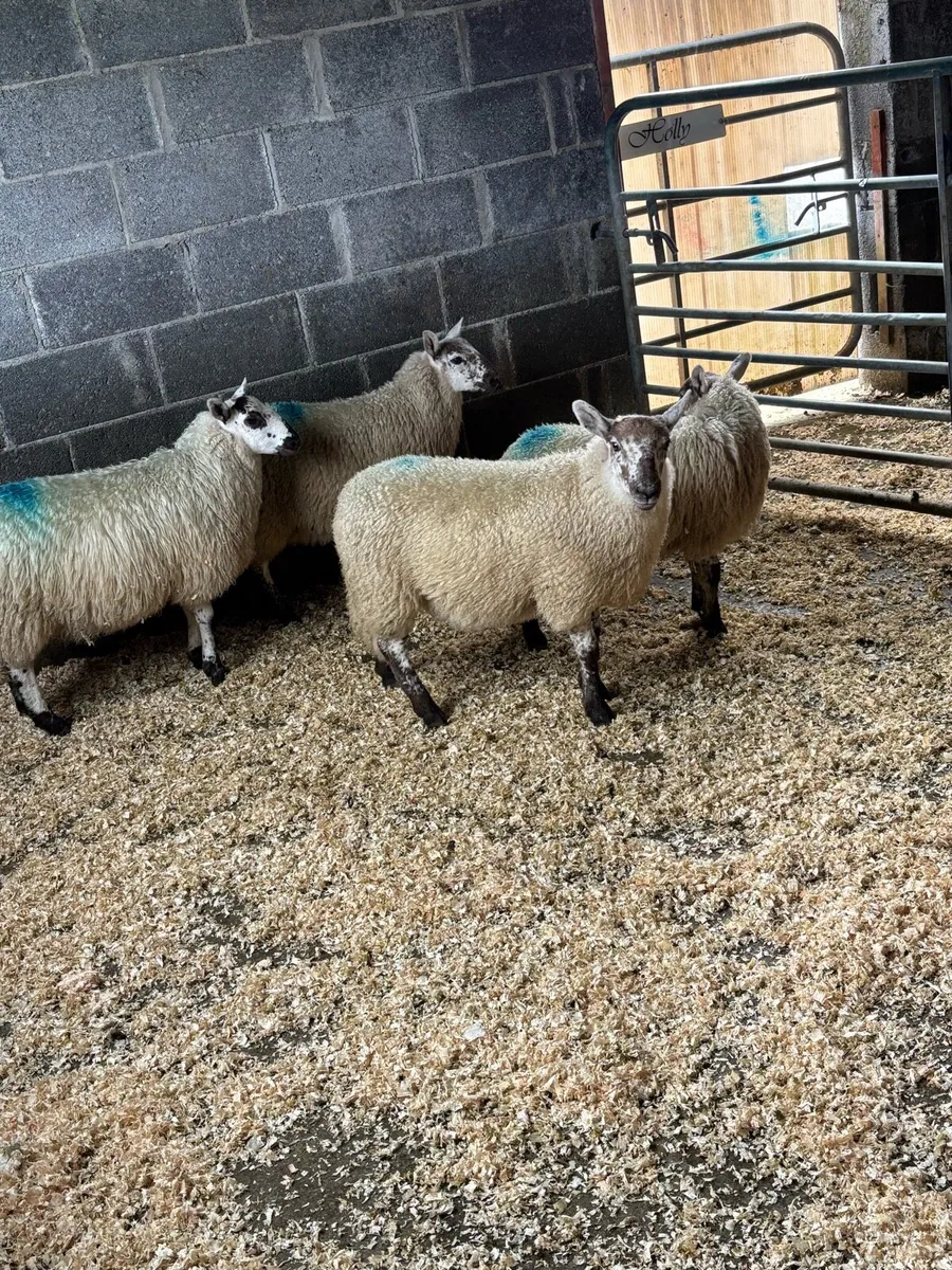 MayoX north county ewe lambs - Image 4