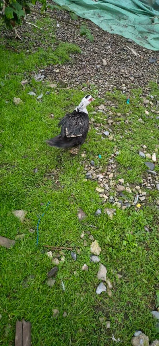 Ducks - Image 2