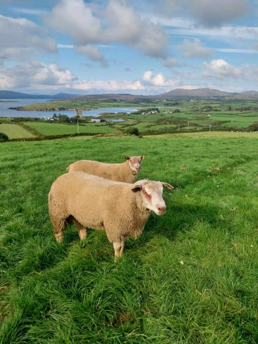 Pedigree Registered Charollais Ram Lambs - Image 3