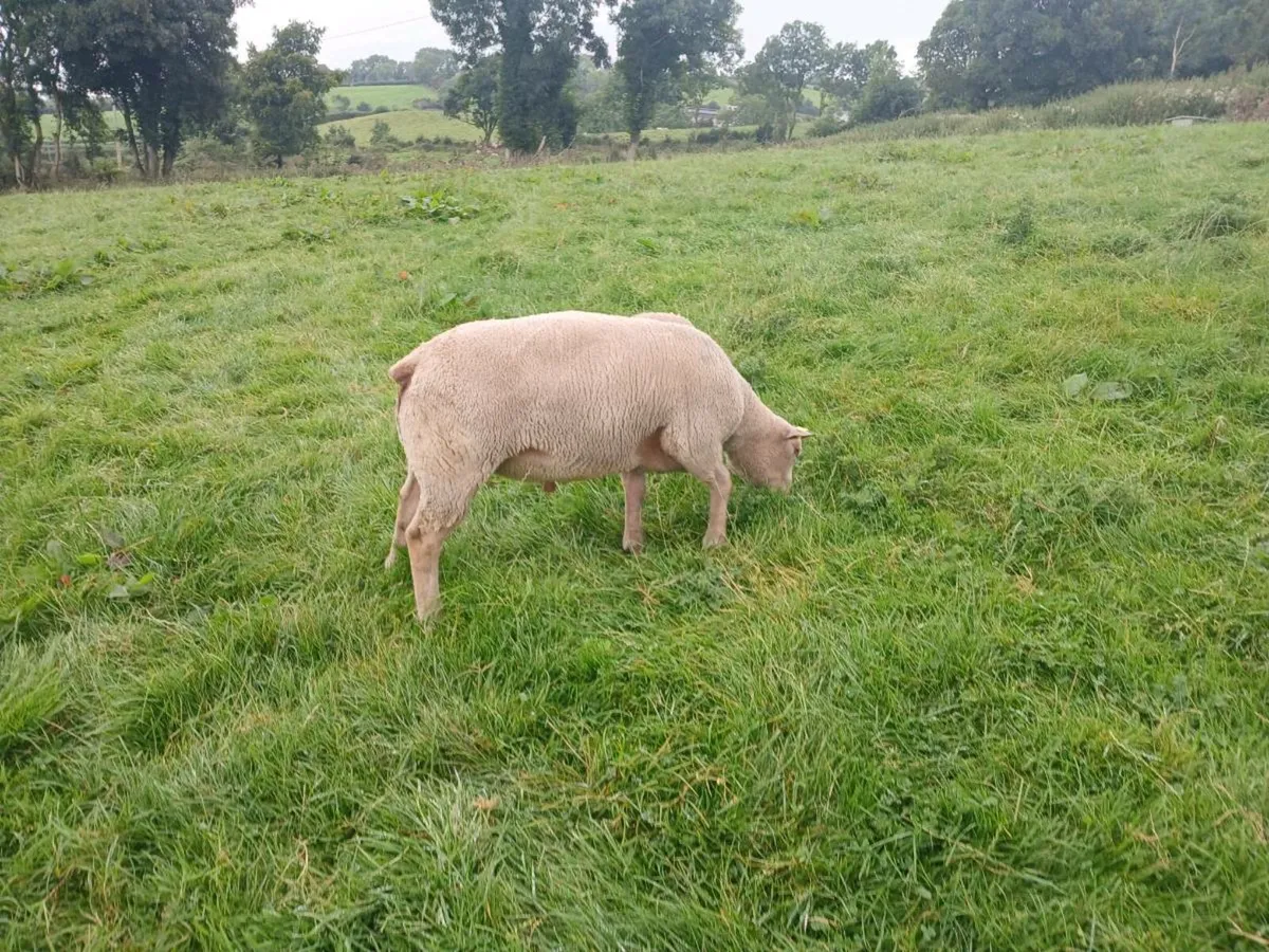 Charollais ram correct right has tipped my ewes - Image 1