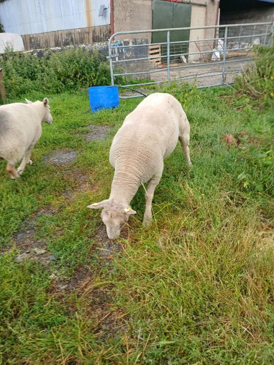 Charollais ram correct right has tipped my ewes - Image 2