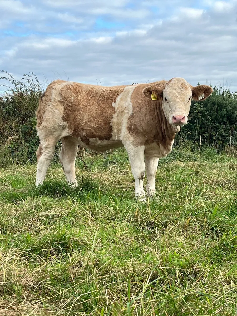 Polled Pedigree Simmental Heifer - Image 1