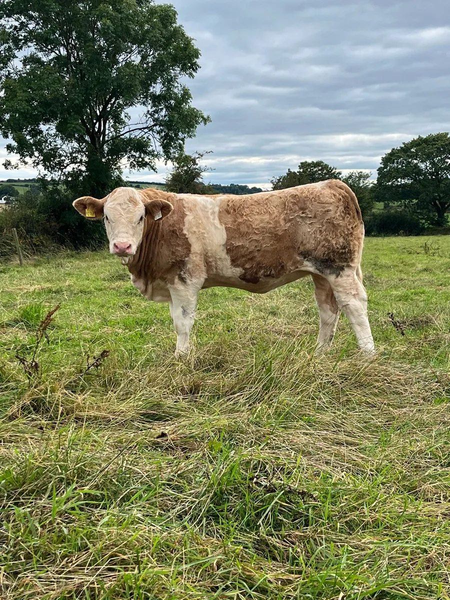 Polled Pedigree Simmental Heifer - Image 2