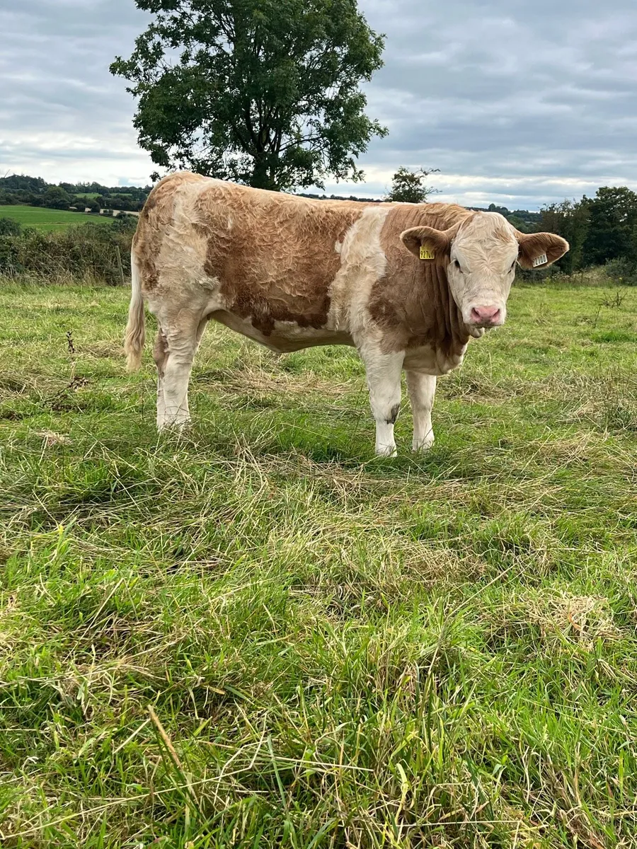 Polled Pedigree Simmental Heifer - Image 3