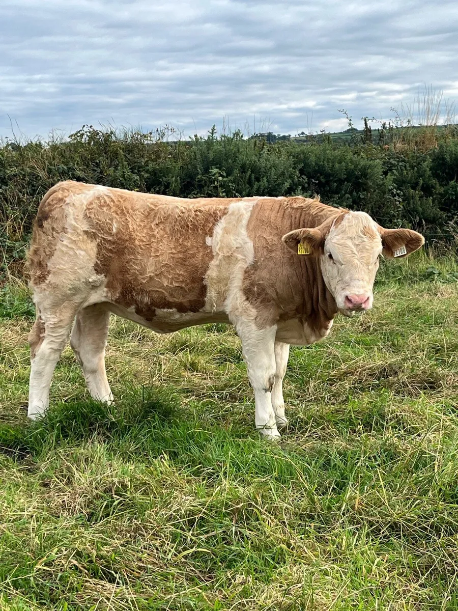 Polled Pedigree Simmental Heifer - Image 4