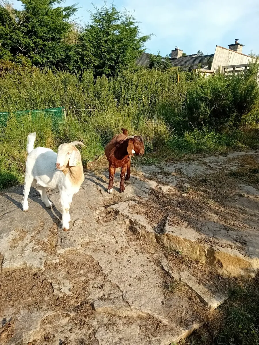 Goats - Image 1
