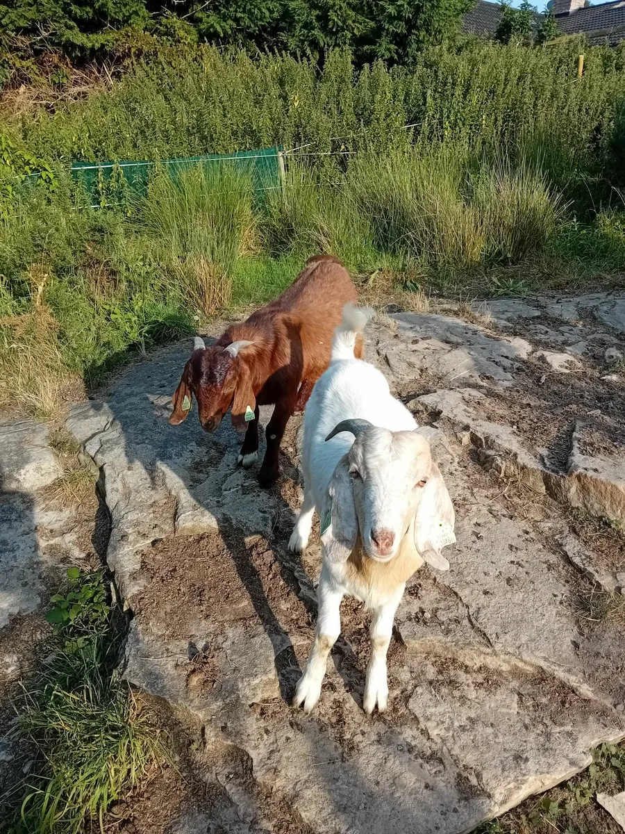 Goats - Image 2