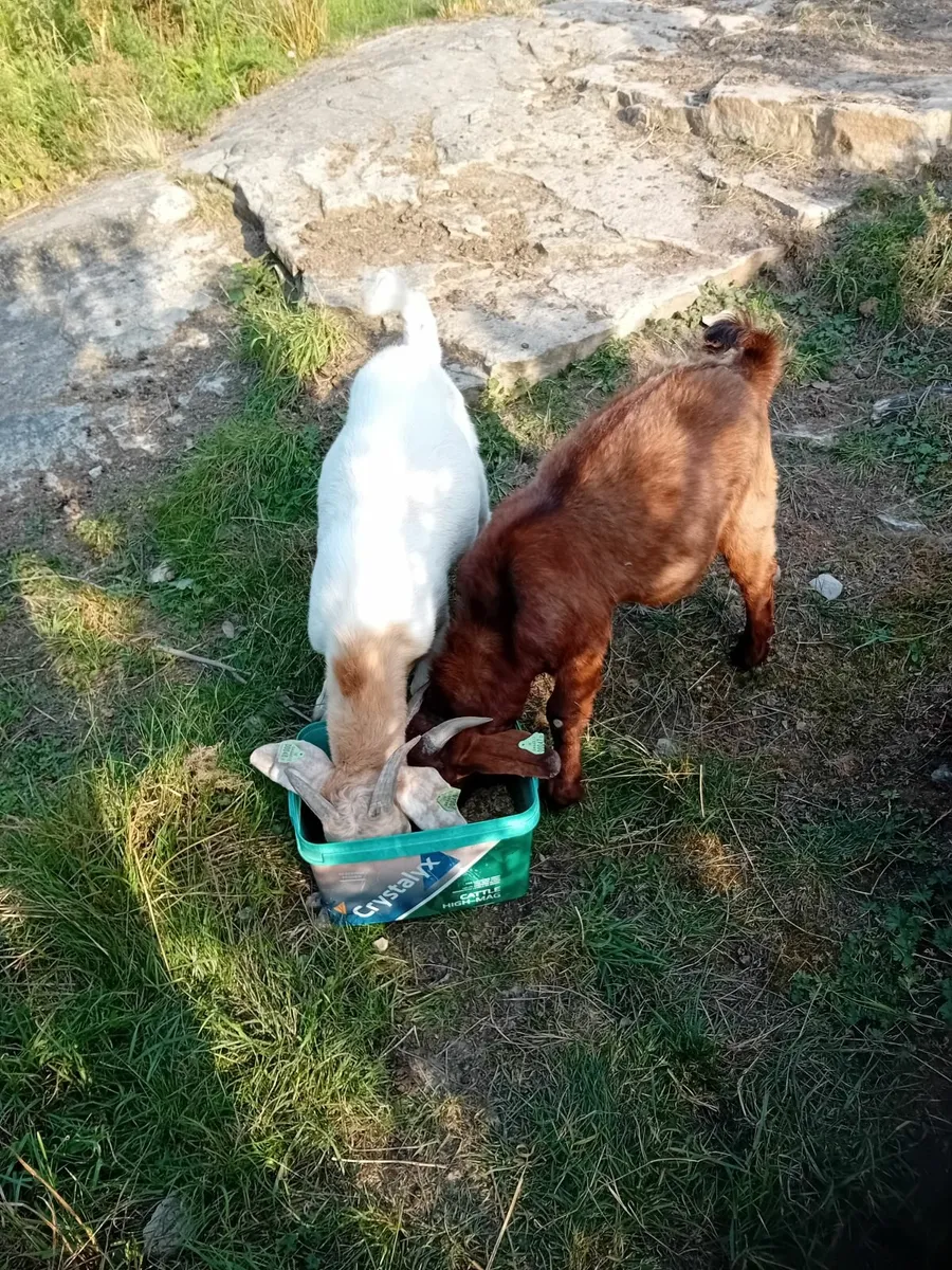 Goats - Image 3