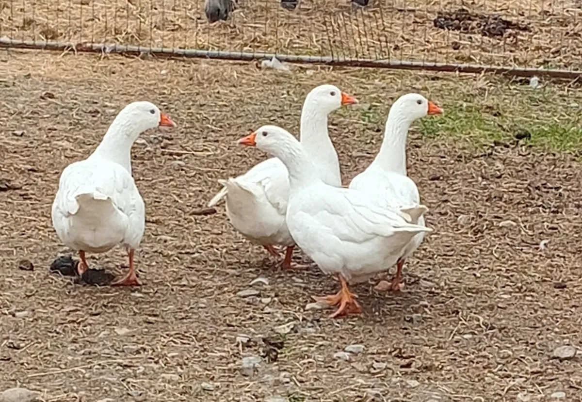 Czech geese, ducks , all female - Image 2