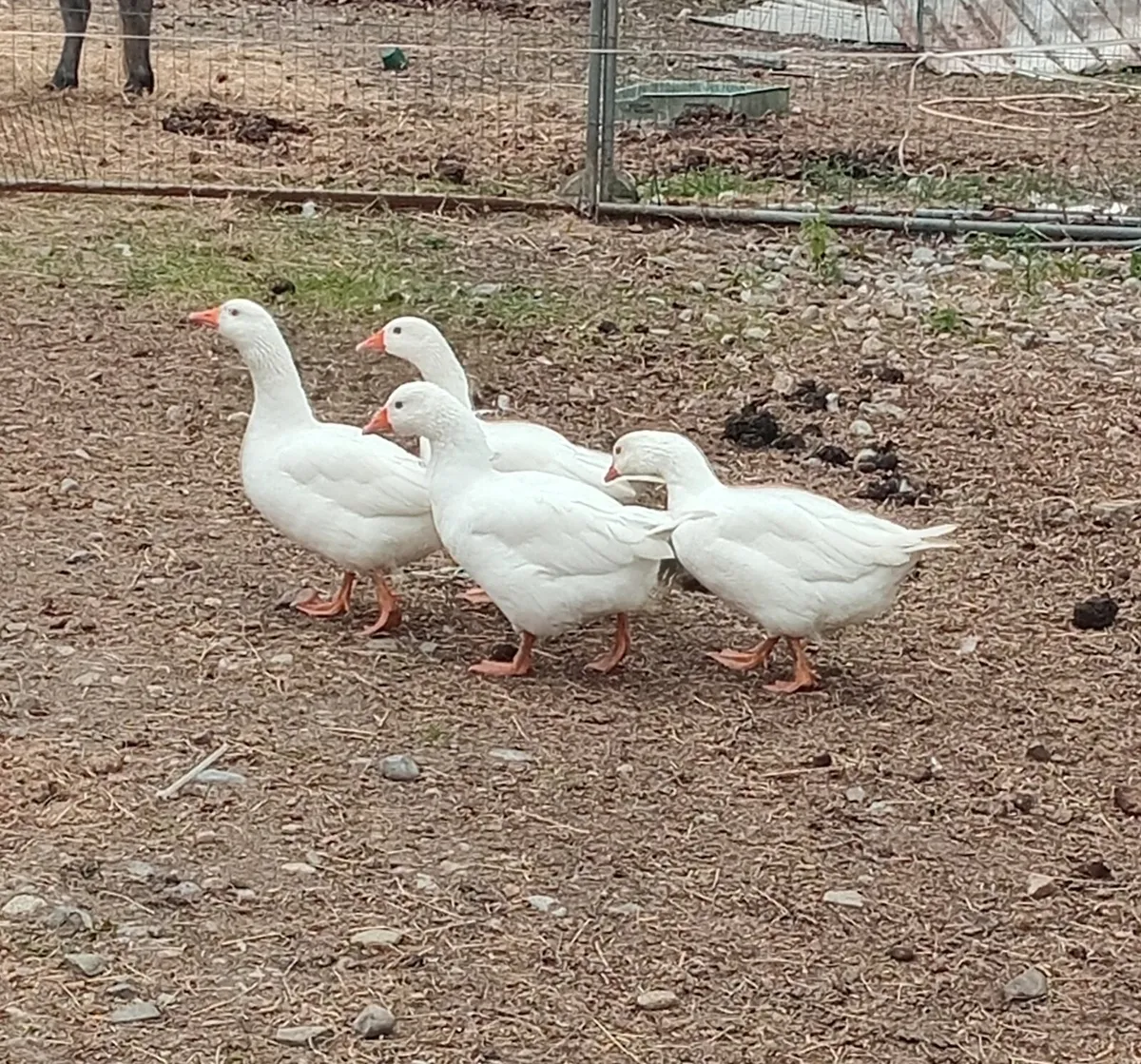 Czech geese, ducks , all female - Image 3